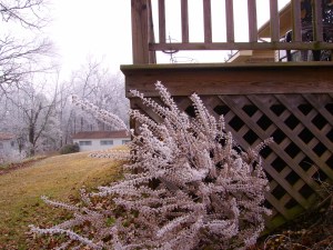 Frost Blown onto Perilla