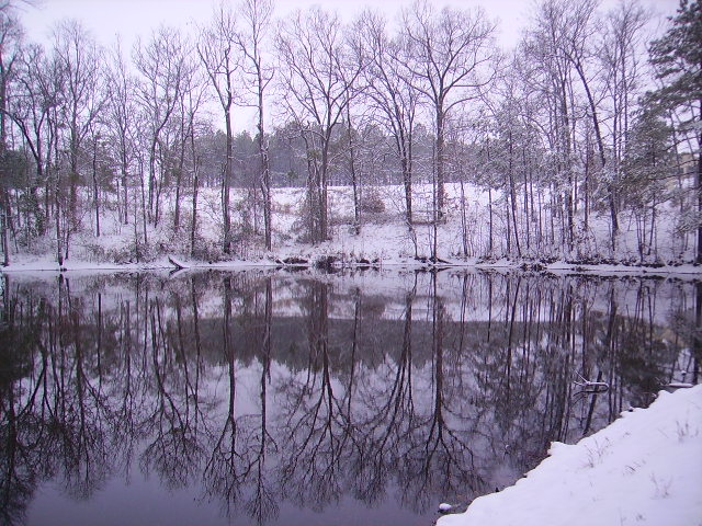 The far boundary of my pond