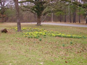 Daffs under the oaks