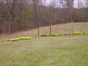 Daffs in the horse field