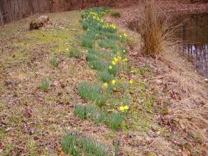 Daffs on the pond bank