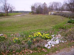 Daffs in the circle drive