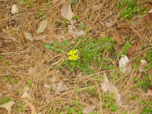 Dandelion growing in rocks Dandelion growing in rocks