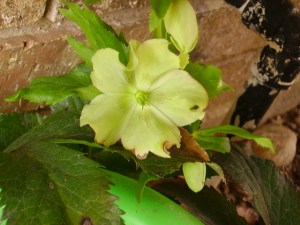 hellebores