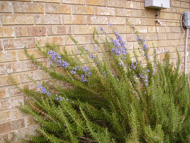 rosemary
