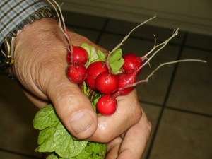 radish bouquet