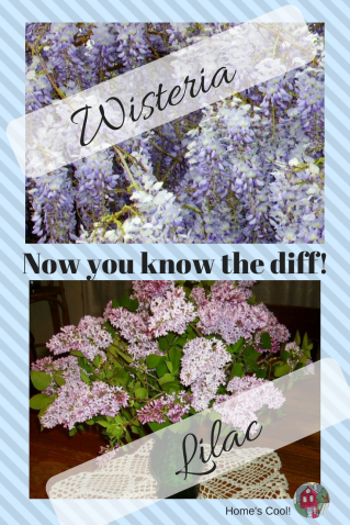 Wisteria is a vine that blooms late spring and takes over every stationary object in its path and attracts bumblebees. Lilac is a bush that blooms early spring and smells heavenly.