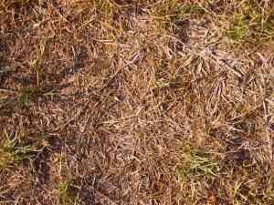 dead grass