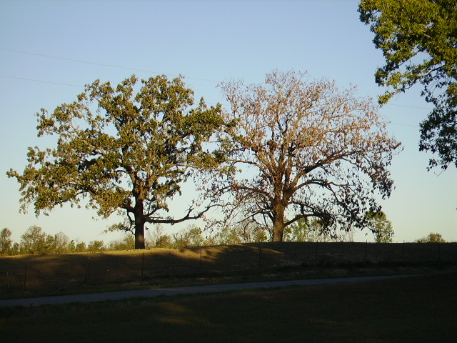 tree population going down