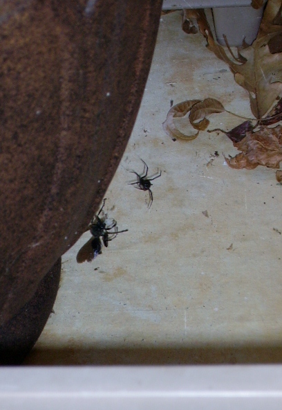 Just like that, the wasp is dead.