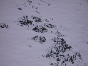 daffs between winter and spring