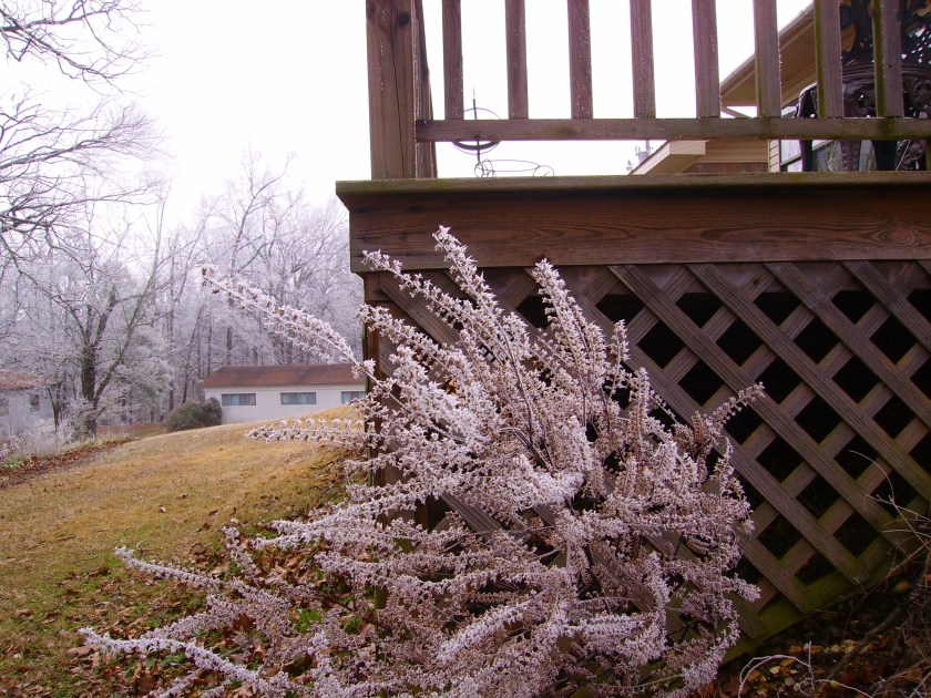 launch of frosted bush