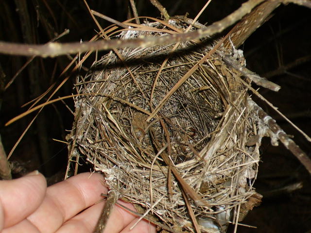 bird nest
