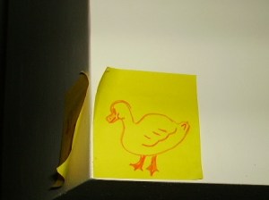 duck