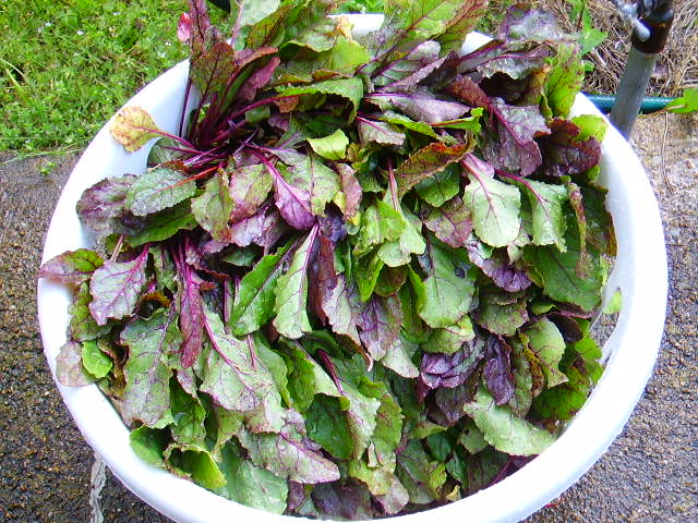 fresh beet greens