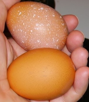 Brown eggs