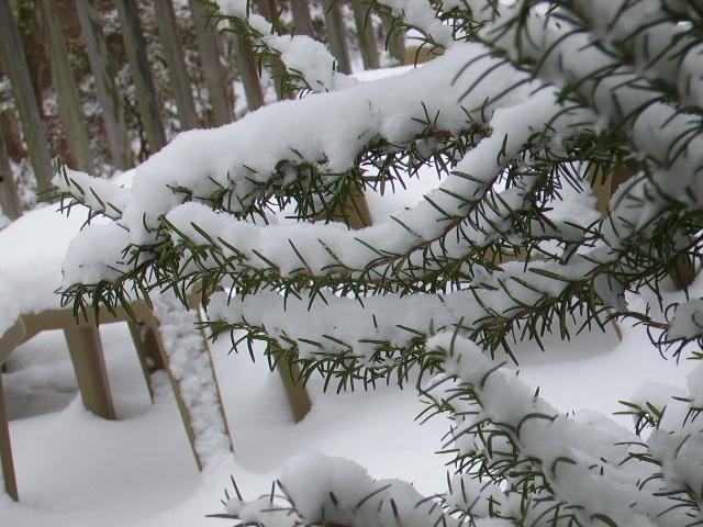 Snow on Rosemary