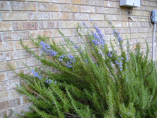 Rosemary in Bloom