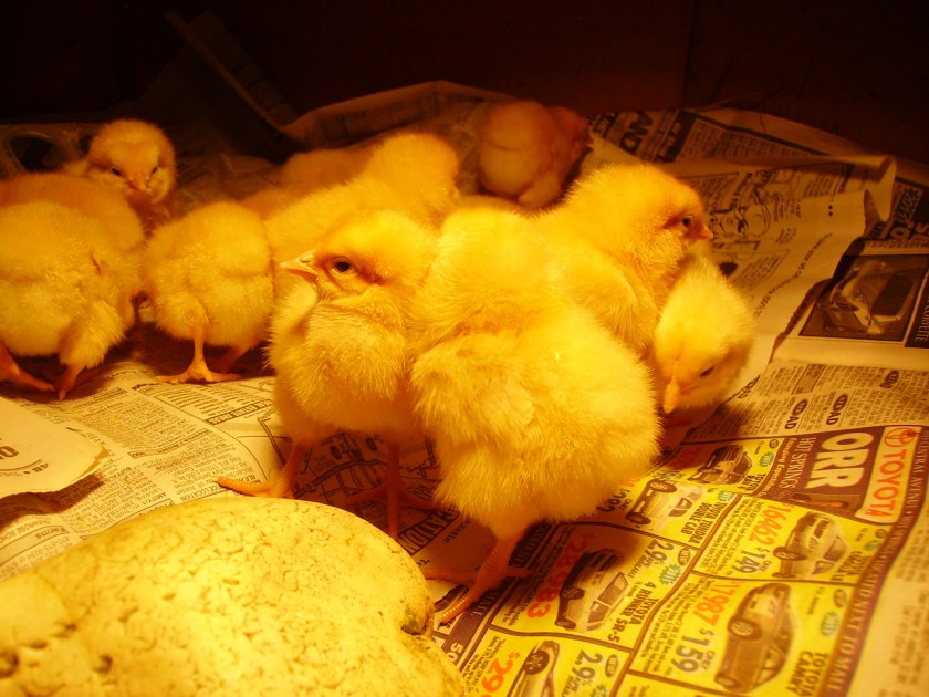 Baby Chicks