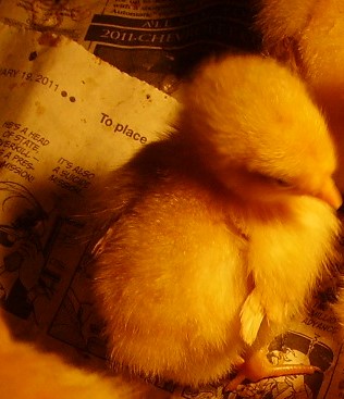 Five-day-old chick. Buff Orpington variety.