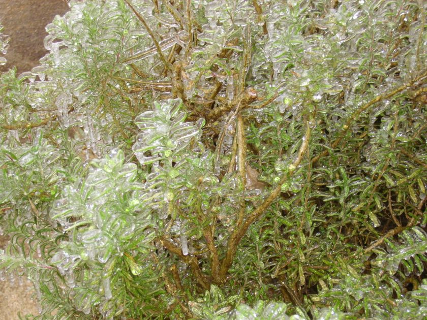 Rosemary bush obliterated in ice after Winter Storm Octavia